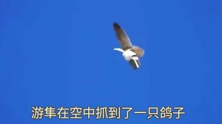 游隼在空中抓到了一只鸽子