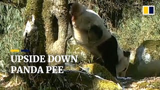 Panda urinates on tree while doing an impressive handstand