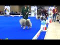 2022 keeshond national specialty class dogs