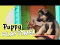 Happy National Puppy Day | Guide Dogs Puppy Playtime