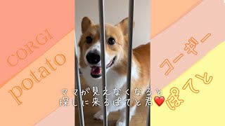 寂しがり屋さんにきゅん💕【コーギー】