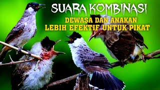 Suara PIKAT Anak Burung KUTILANG Kombinasi Baru