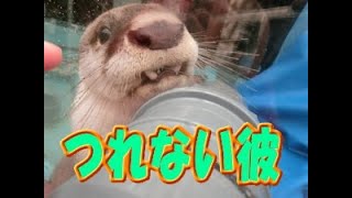 【カワウソ】つれない彼・・・（伊勢シーパラダイス／水族館）