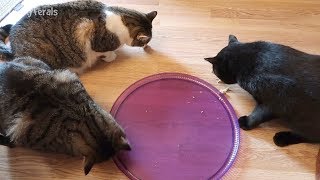 Cats Try Primal Raw Freeze Dried Rabbit Nuggets For The First Time