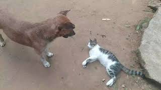 බලු පූස් වලි | Cat \u0026 Dog Fight