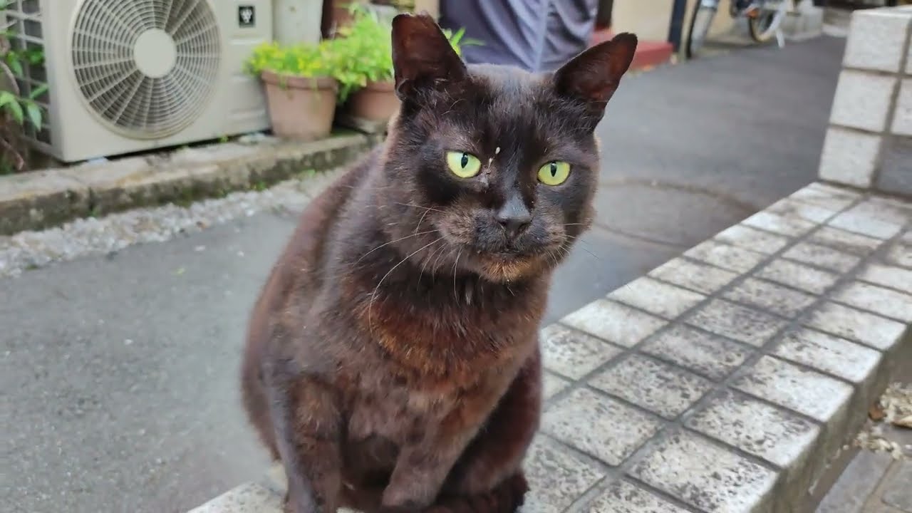 The Friendly Black Cat Attacks Me Youtube