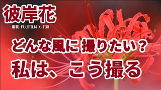 【彼岸花】群生していない都会の彼岸花、色々な撮り方で美しくなる。ふんわりボケ、前ボケ、玉ボケなども撮影