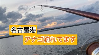 名古屋港でアナゴが沢山釣れています