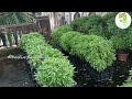 basil cultivation in kolkata ¶¶ বাড়ির ছাদের উপর বেসিল কিভাবে চাষ করবেন ¶¶ বেসিল‌ কি basil