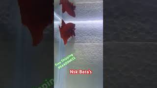 Imported Betas available for sale , Wholesale and Reraill, , NSK BETA'S,  DM:9944006632.