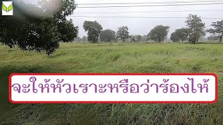 ทำไมข้าวล้มเรามีคำตอบ