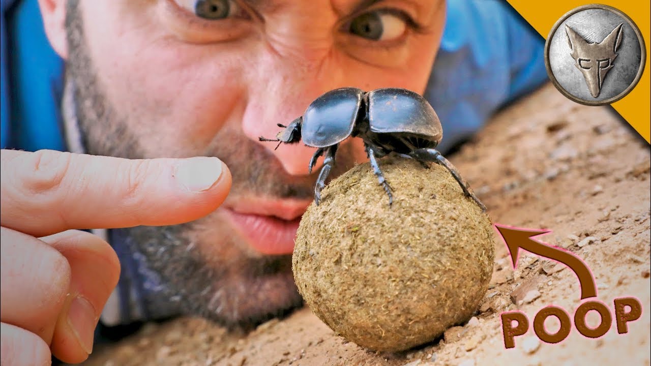 Dung Beetle Battle Youtube