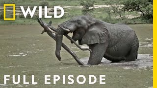 Giant Slayers (Full Episodes) | Animal Fight Night