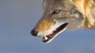 Coyote Mystery: Attack in Wild (Nature Documentary)