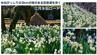 【JAPAN Travel：Chiba】 Hiking through daffodils road　Minami-Bousou　