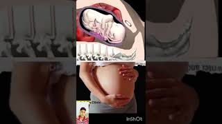 Fetal Development week by week inside the womb