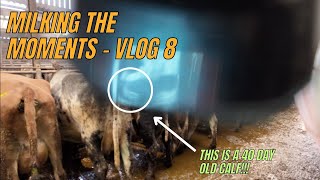 HAVE MY COWS HELD TO THE AI  - MILKING THE MOMENTS - VLOG 8