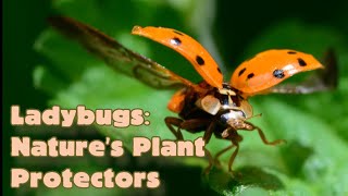 Ladybugs: Nature’s Plant Protectors! Animal Science for Kids #ladybugs #insects #animalsforkids