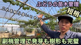 ぶどうの苗木管理〜7月の副梢管理で発芽芽揃い花芽の充実UP樹形も完璧に〜2023-07-05