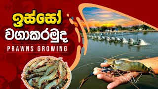 ඉස්සො වගාව, Prawns pond,BST Saman,