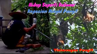 Koposion Miagal Pungit /Hidup Seperti Kelawar_ Tinimungan Pungit (Sinding Kinabalu)