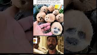 coconut 🥥 funny video funny comedy Malayalam viral video #funny #sigmarulessuccess #trending #1