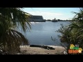 * alligator * animals for kids all things animal tv