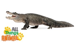 * ALLIGATOR * | Animals For Kids | All Things Animal TV