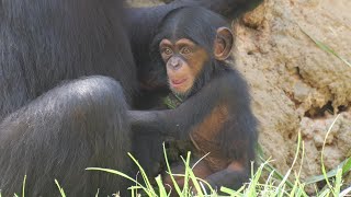 シジミのちっちゃいからだ　多摩動物公園　チンパンジー　202409