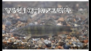 守るぞ！亀岡のアユモドキ