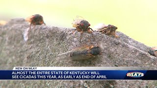 Most of Kentucky will see cicadas this year