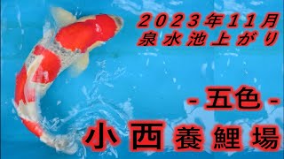 [小西養鯉場:五色:２歳]泉水池預かり飼育で爆伸び！! My Konishi Goshiki grew 30㎝ to 47㎝ in a 9t  pond.