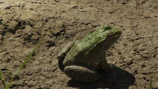 ჭაობის ბაყაყი - Pelophylax ridibundus - Marsh frog