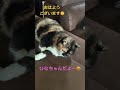 ひなちゃんだよー😻 ねこ動画 ねこのいる生活 cat 可愛い猫 ねこすたぐらむ 日常 癒し動画 ねこ