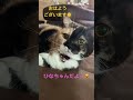 ひなちゃんだよー😻 ねこ動画 ねこのいる生活 cat 可愛い猫 ねこすたぐらむ 日常 癒し動画 ねこ