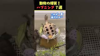 Instagramで6.8億回バズった動物ハプニング動画7選！7Animal Happenings Videos That Got 580 Million Buzz on Instagram!#犬#猫