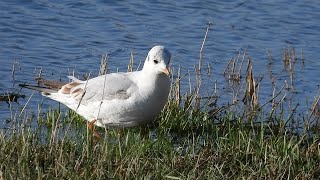 Tiere am Wasser beobachtet - die Lachmöwe im Winterkleid