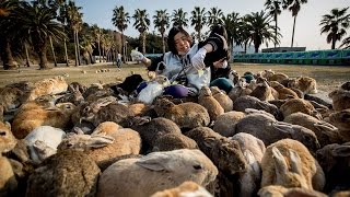 Rabbits Overrun Secret Island