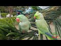 ringneck parrot kissing alexandrine parrot