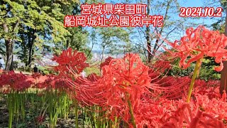 彼岸花　曼殊沙華　宮城県柴田町船岡城址公園　東北本線　