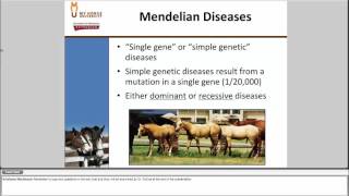 Equine Genetics 101