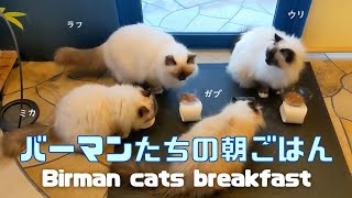 バーマン猫ラフとウリとガブとミカ【バーマンたちの朝ごはん】Birman cats breakfast（バーマン猫）Birman/Cat