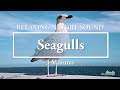 Relaxing Nature Sound of Mewing Seagulls