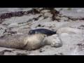 harbor seals phoca vitulina