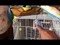 セキセイインコ イブちゃんケージから出たいの。