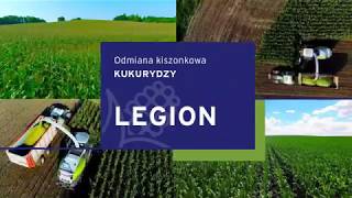 LEGION - odmiana kiszonkowa kukurydzy