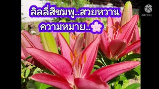 Bubblegum Pink Lily ลิลลี่สีชมพู กับความหมายดีๆ ,ดอกไม้สวย ,ดอกไม้เมืองหนาวคนไทยในแคนาดา,ชีวิตธรรมดา