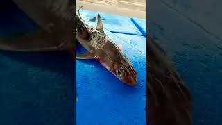 Ikan hiu disukai karena siripnya buat masakan #shorts #ikanhiu #sharkfish #shark