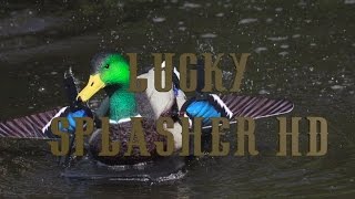 NEW Lucky Duck Splasher HD Motion Duck Decoy