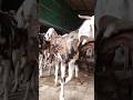 Masha Allah Big Goats At Zain Goat Farm - #bakra #viral #share #biggoats #goat #farm #farming #reels